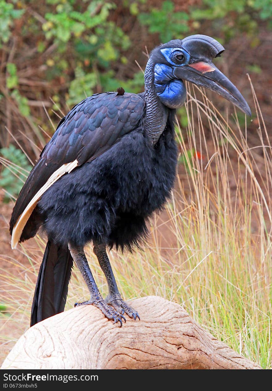 Close Up Detail of Abyssinian Ground Hornbill Female. Close Up Detail of Abyssinian Ground Hornbill Female