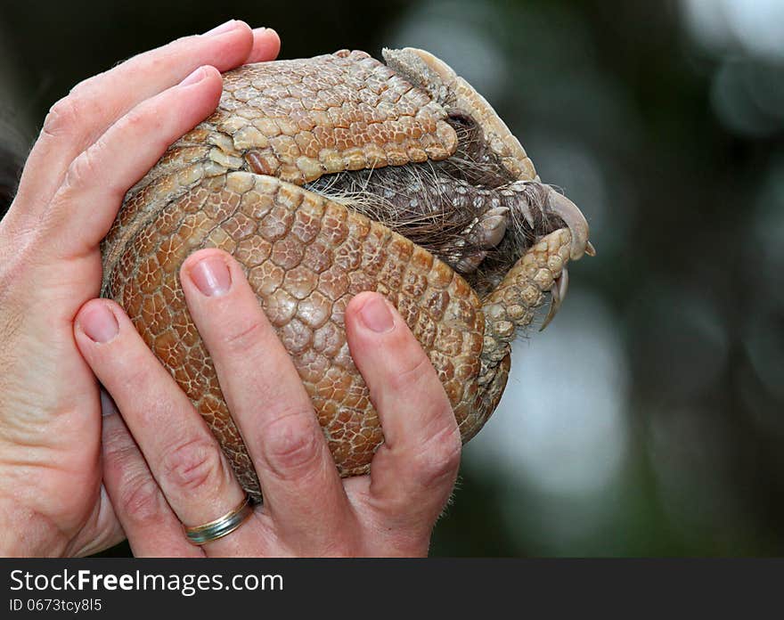 Armadillo