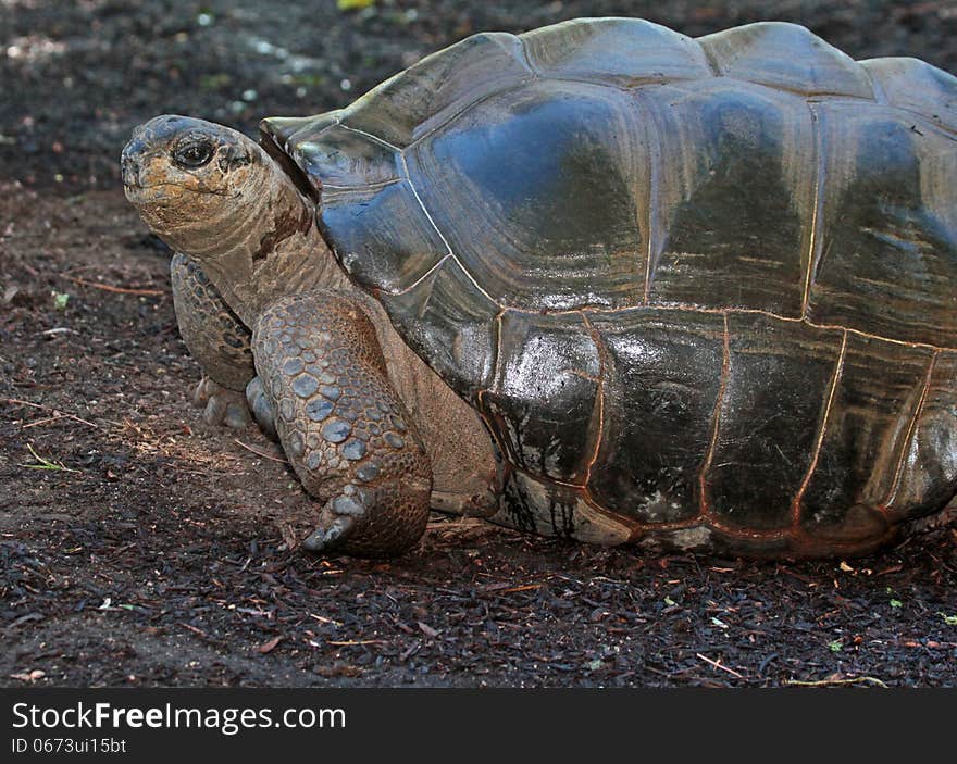 Wet Aldabra Tortoise After Rain Shower. Wet Aldabra Tortoise After Rain Shower