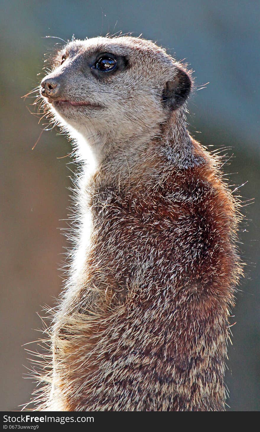 Close Up Back Lighted Adult African Rodent. Close Up Back Lighted Adult African Rodent