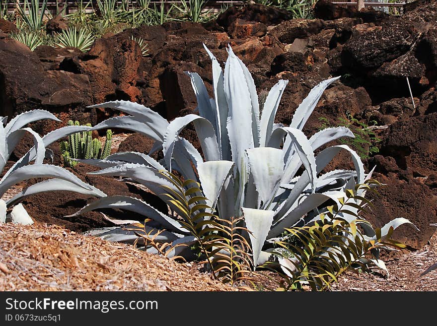 Agave Americana cactus