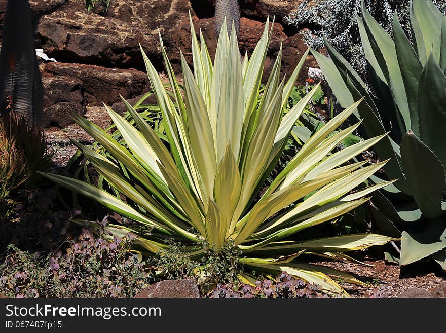 Agave Americana Cactus