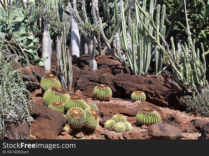 Different cactus plans in the Cactus Garden