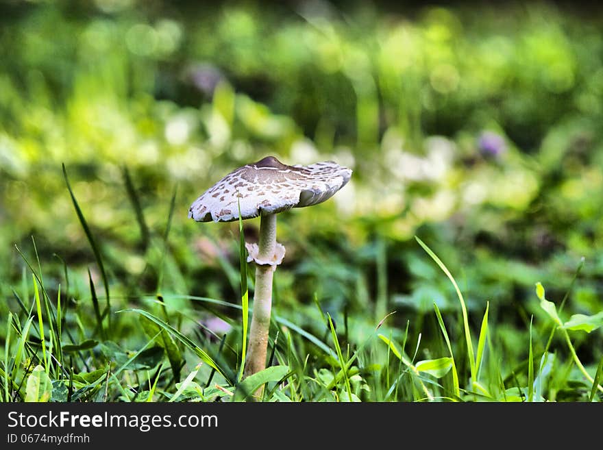 Mushroom a toadstool on the clearing filled in with the sun. Mushroom a toadstool on the clearing filled in with the sun