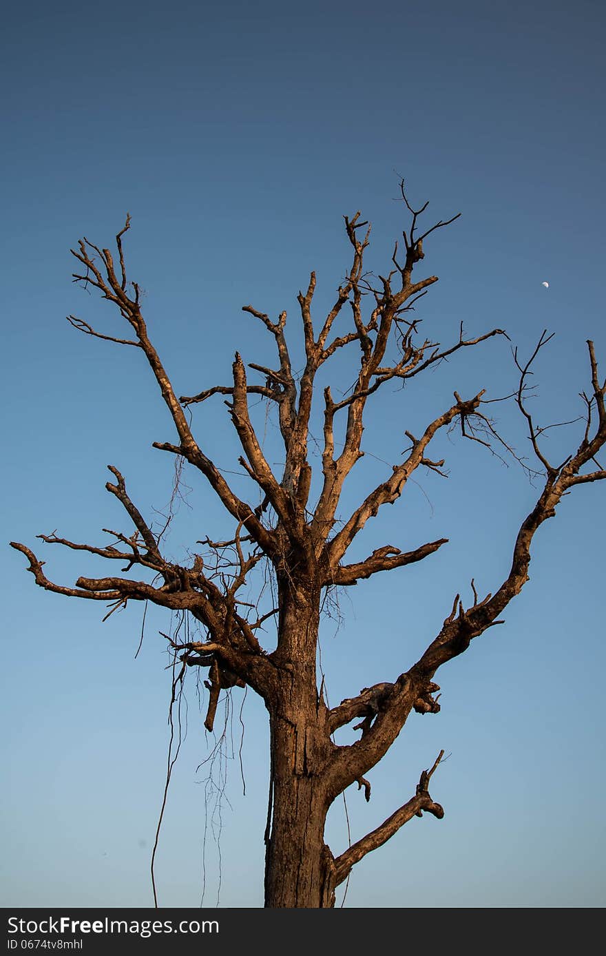 Dry tree in country of Thailand. Arid. Dry tree in country of Thailand. Arid