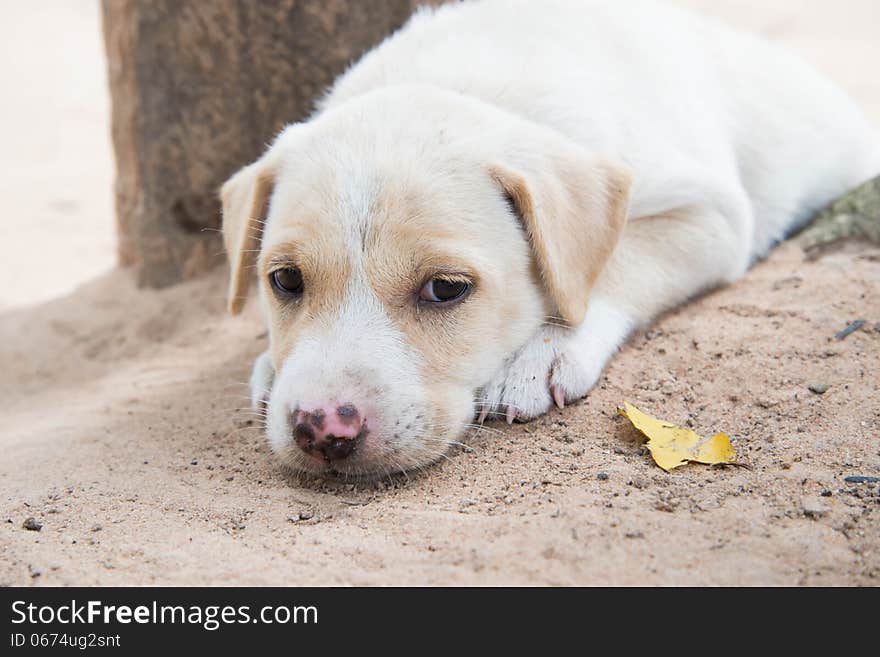 Lonely dog.