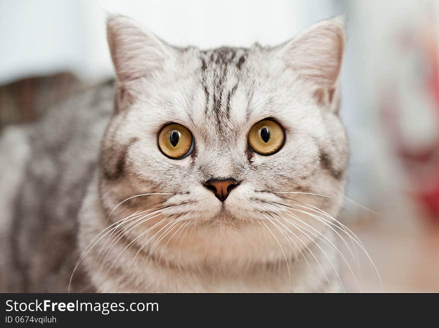 Big gray cat - a portrait close up