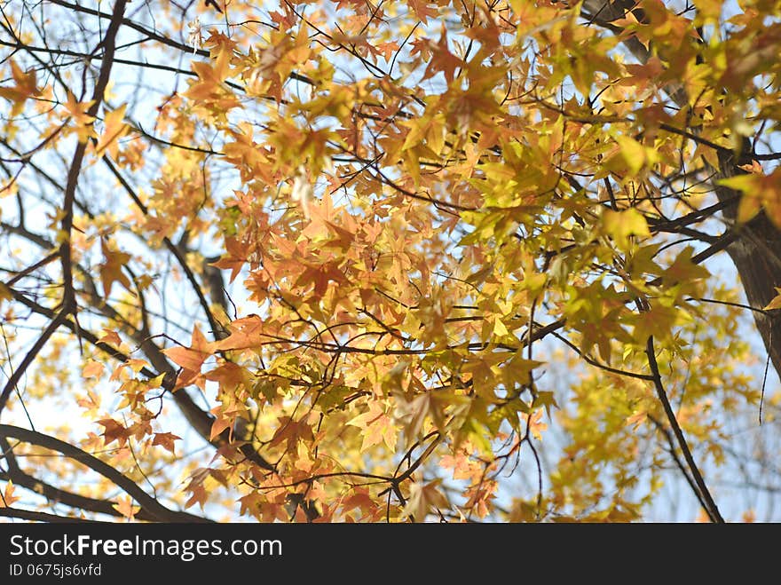 Too many leaf of maple tree,yellow or red.