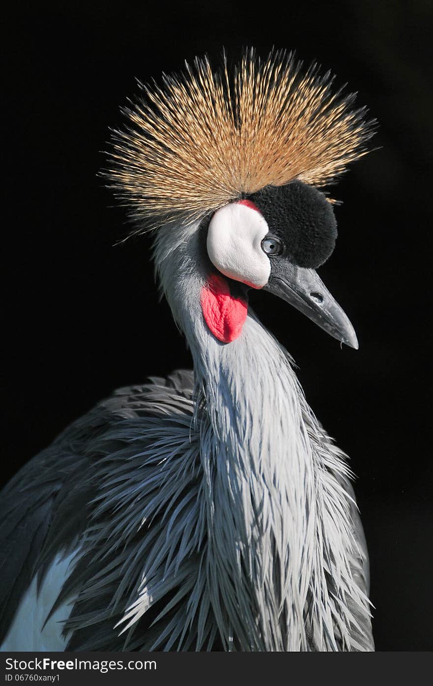 Grey crowned crane of South Africa