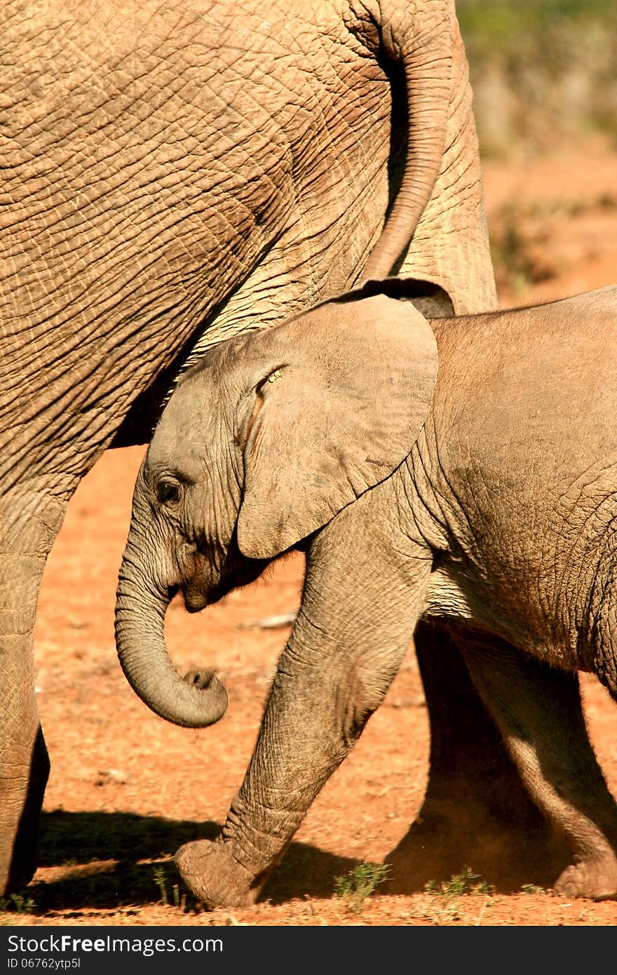 Cute African elephant baby tailing mother in Addo Elephant National Park in South Africa. Cute African elephant baby tailing mother in Addo Elephant National Park in South Africa.