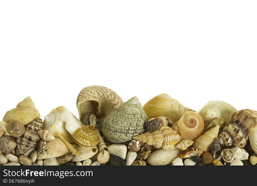 Sea shells isolated on white