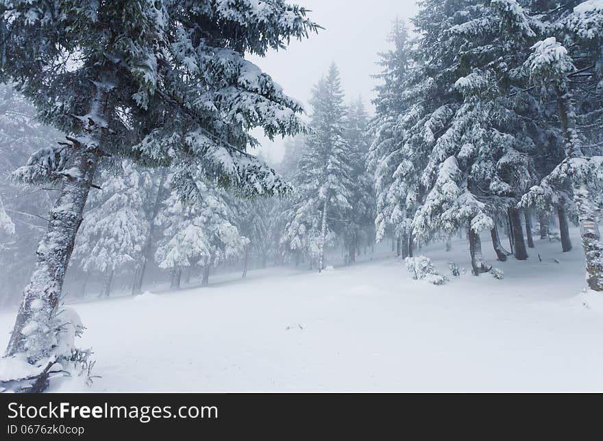 Beautiful winter landscape with snow covered trees