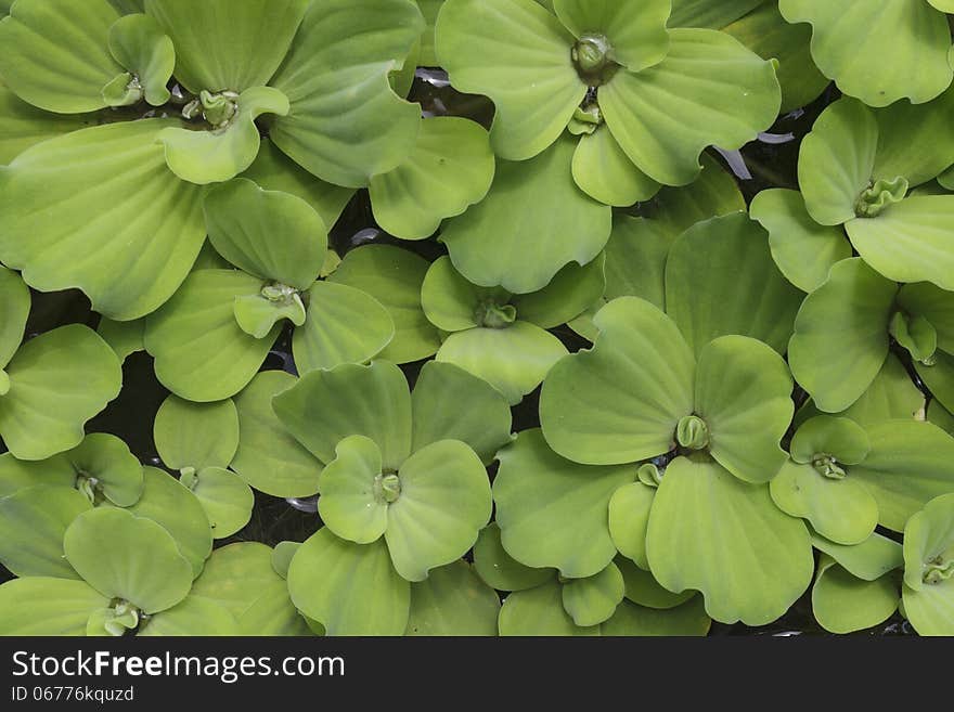 Pistia (Water cabbage) on the water. Pistia (Water cabbage) on the water