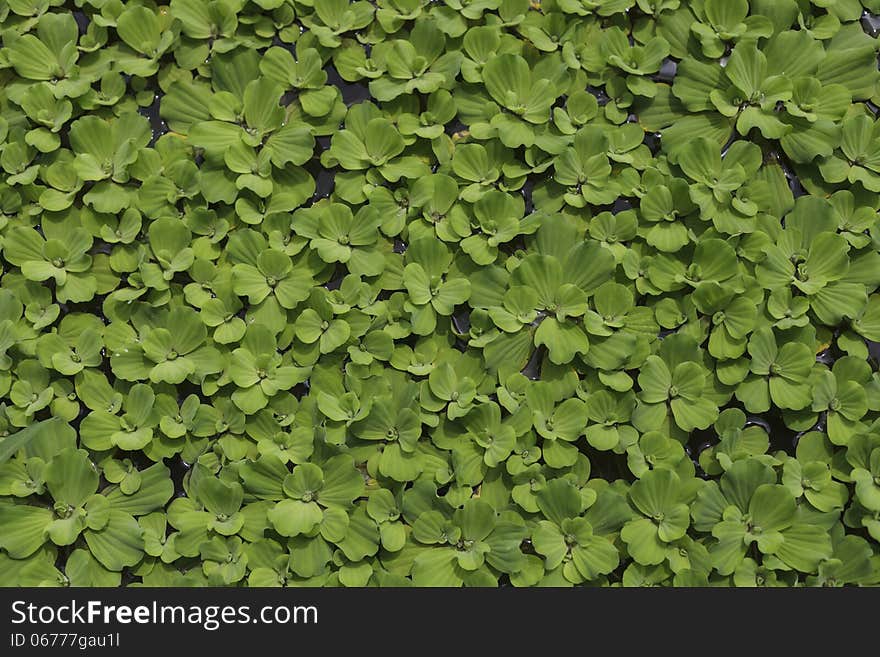 Water lettuce used for wastewater treatment