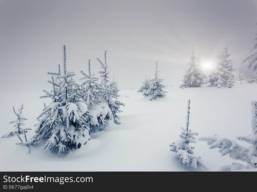 Fantastic winter landscape. National Park. Carpathian, Ukraine. Beauty world.