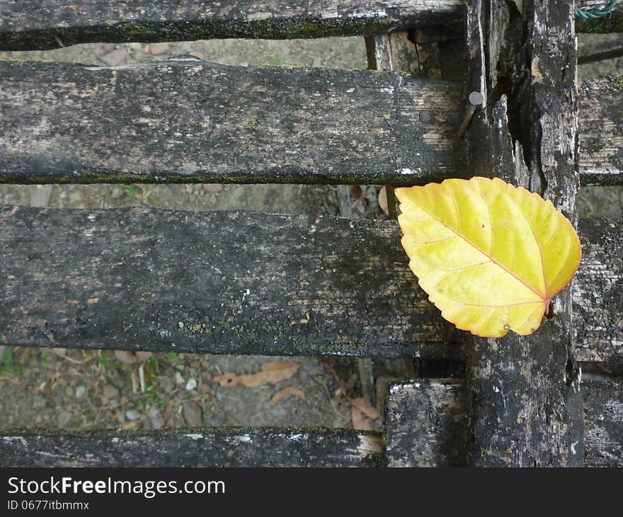 Dried yellow flowers