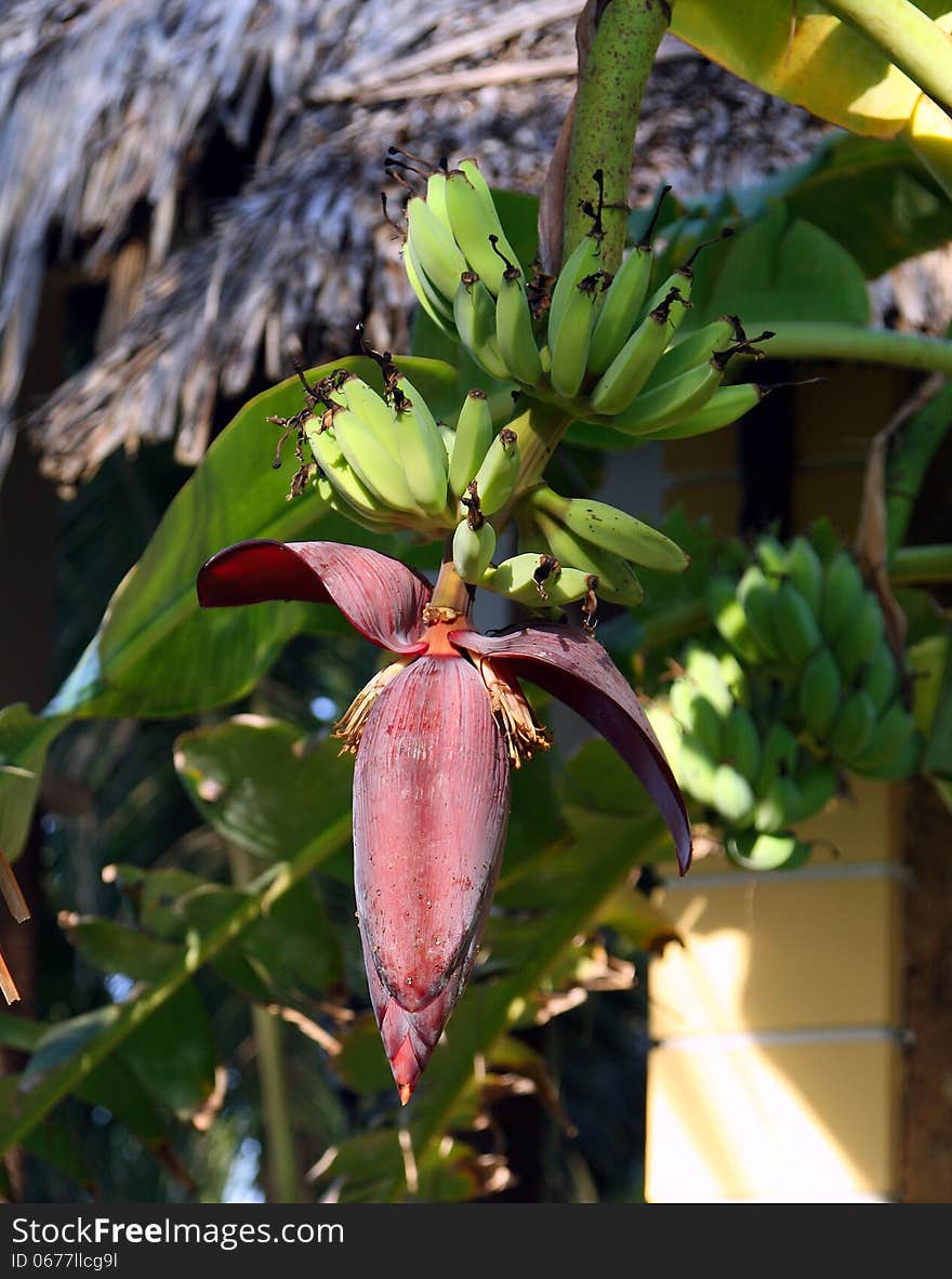 Banana flower on the background of the hut