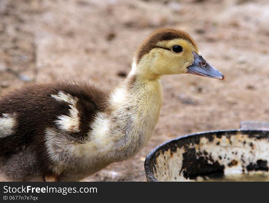 Little duckling on poultry yard