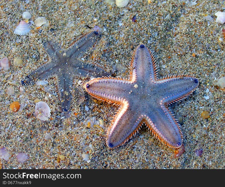 Two starfish on a sandy beach