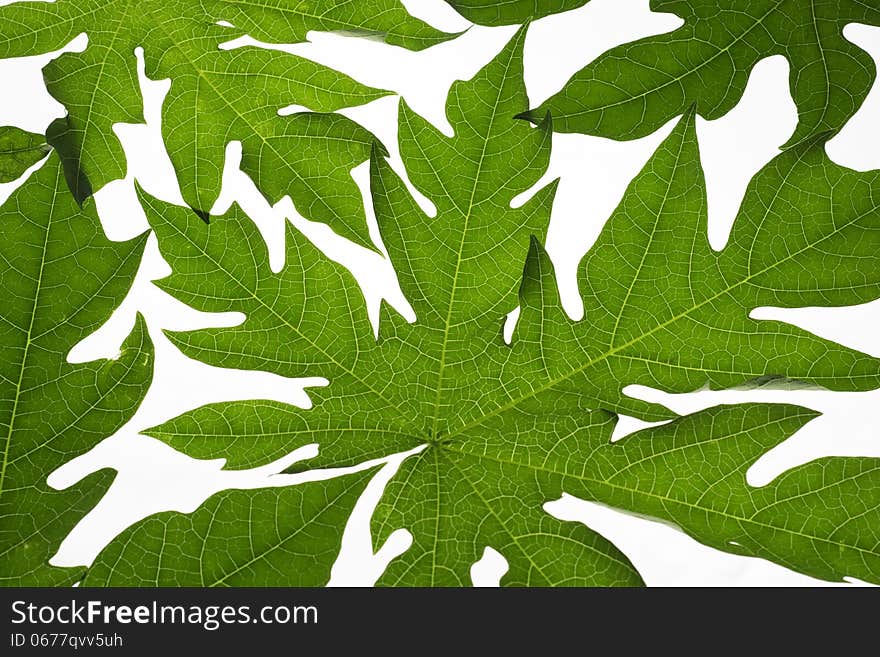 papaya leaves background