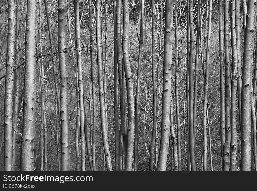 Forest, full frame photo of young trees