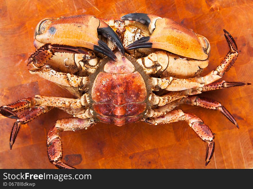 Fresh raw edible brown sea crab face down. Close Up.