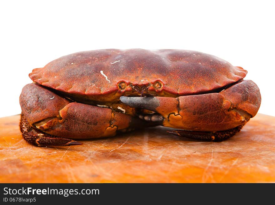 Fresh raw edible brown sea crab. Close Up.