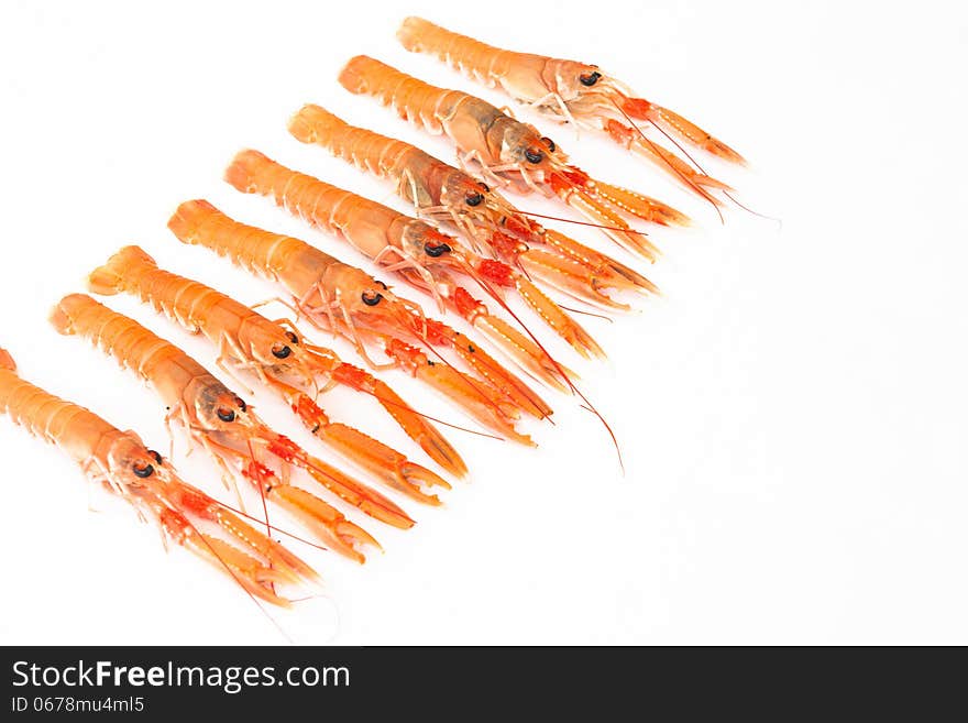 Fresh Norway Lobsters On White Background.