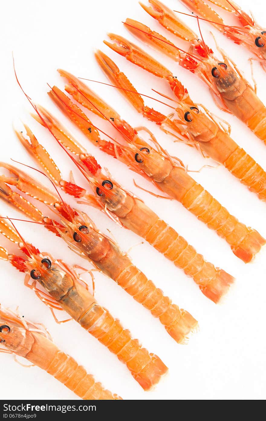 Group of fresh Norway lobsters on white background.