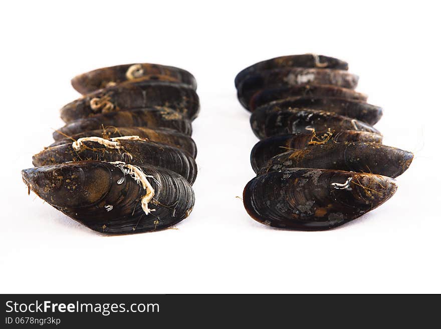 Raw galician mussels. White background.