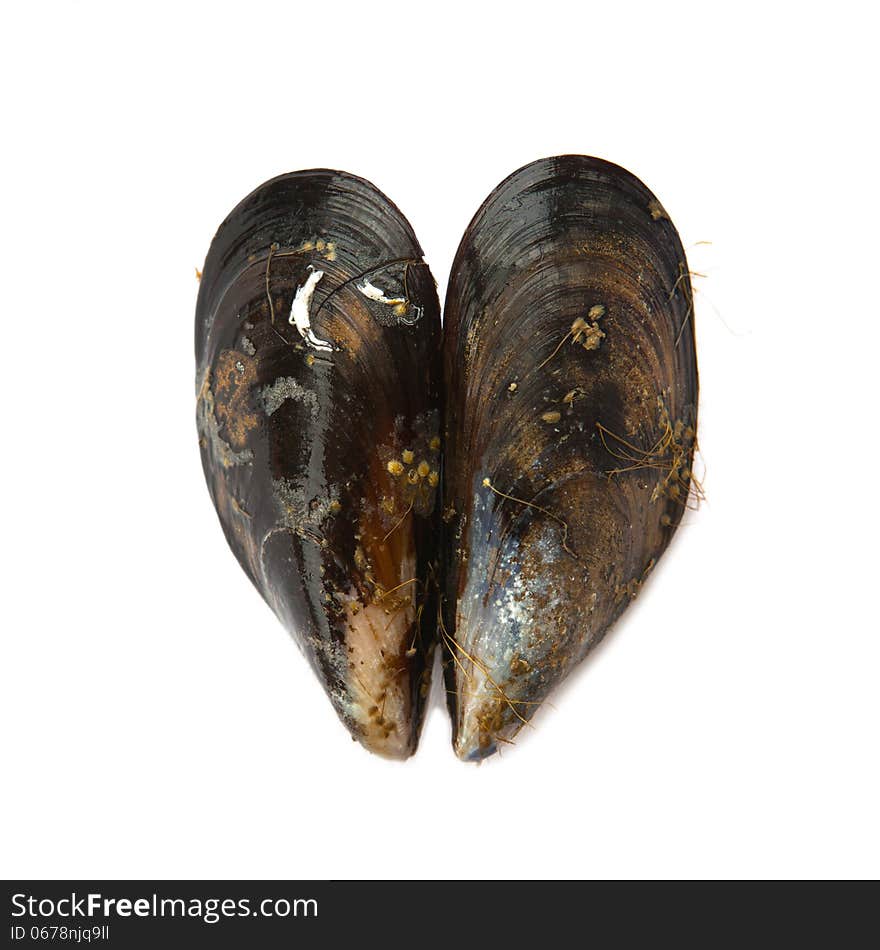 Two mussels forming a heart. Love or health concept.