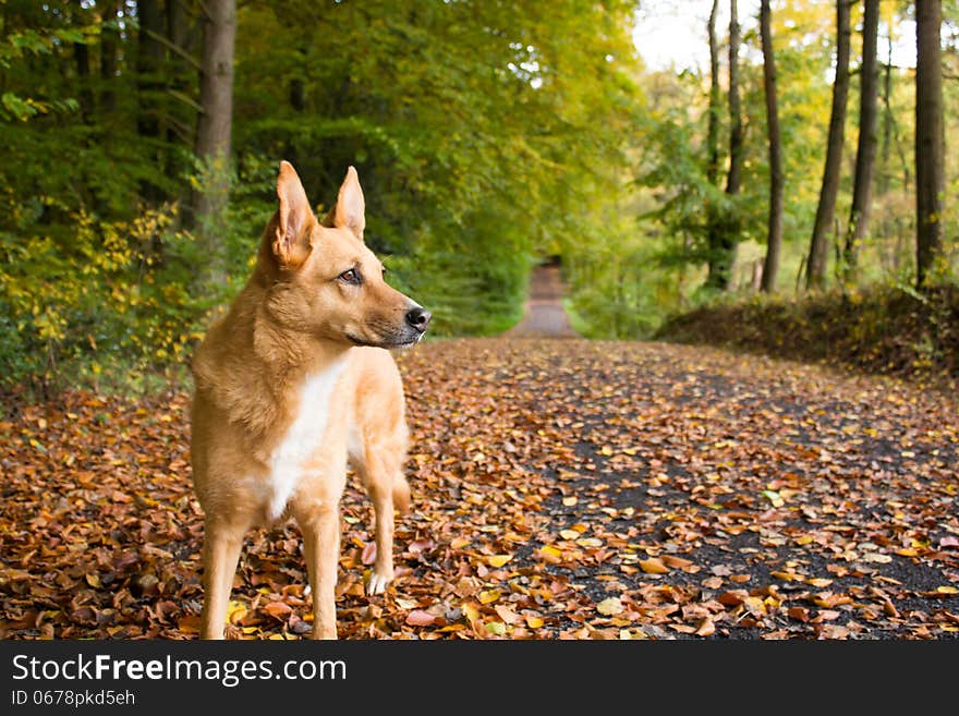 Dog admiring the nature in Autumn. Dog admiring the nature in Autumn