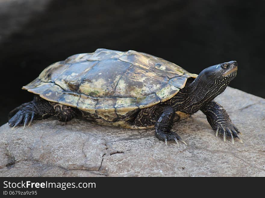 Water turtle is resting on the rock