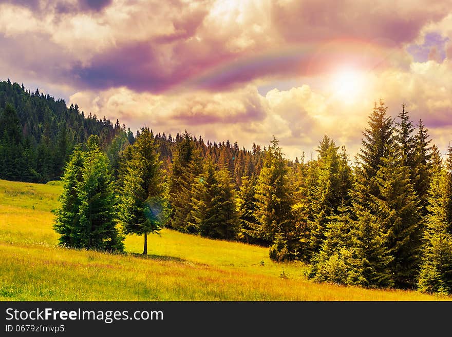 Coniferous forest on a steep mountain slope