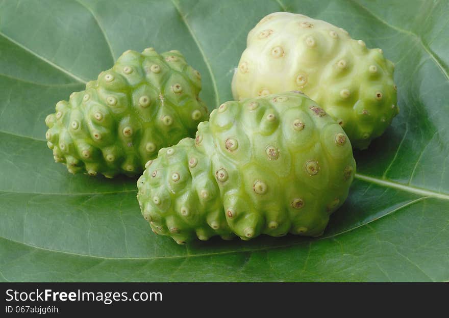 Noni fruits on green leaf