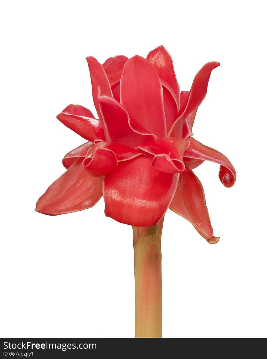 Etlingera elatior