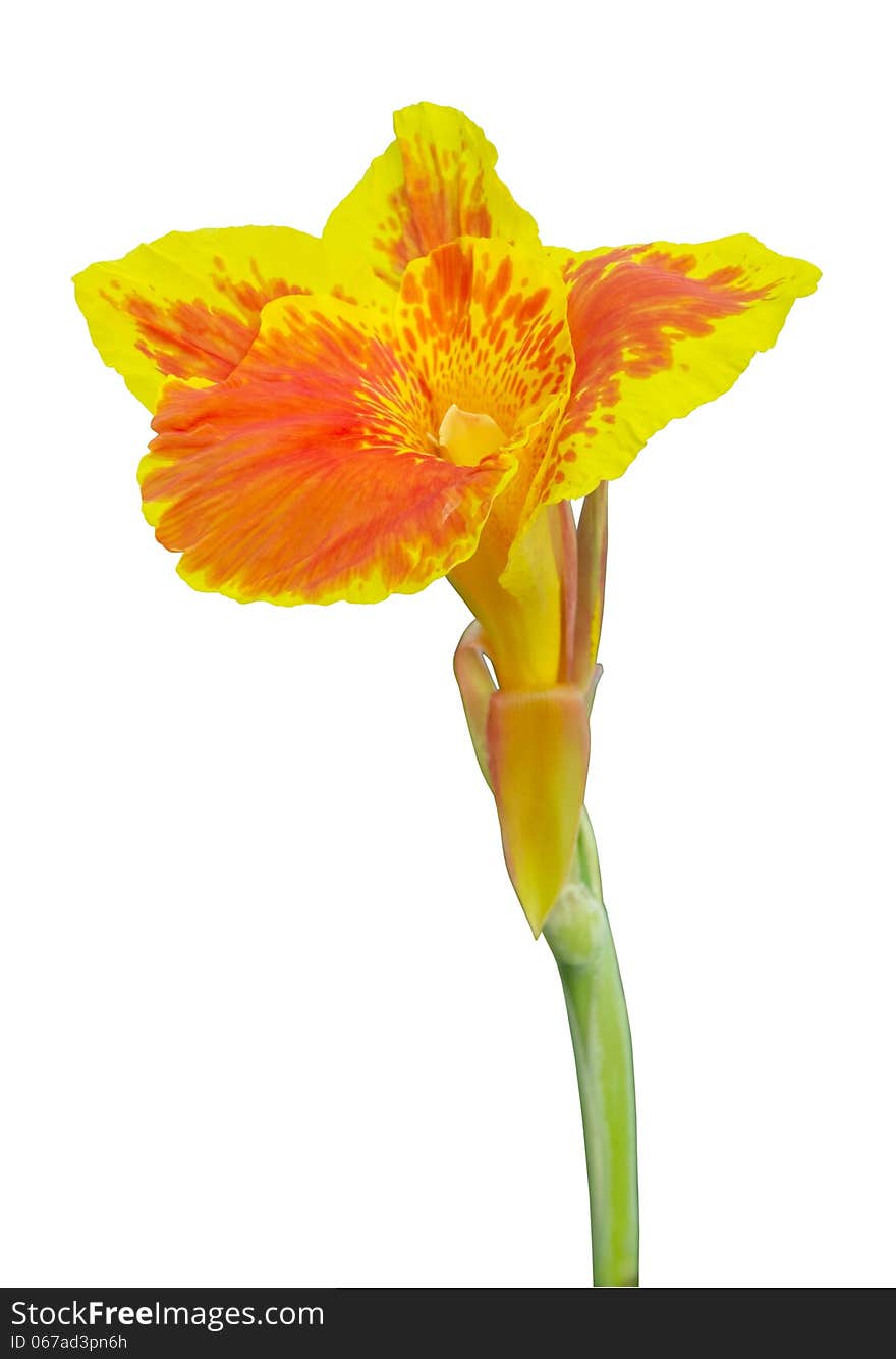 Yellow Canna flowers on white background