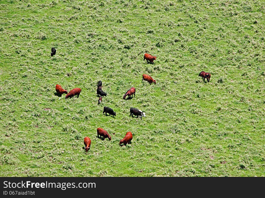 Pasture Landscape Cattle and Horses Kauai Island Hawaii