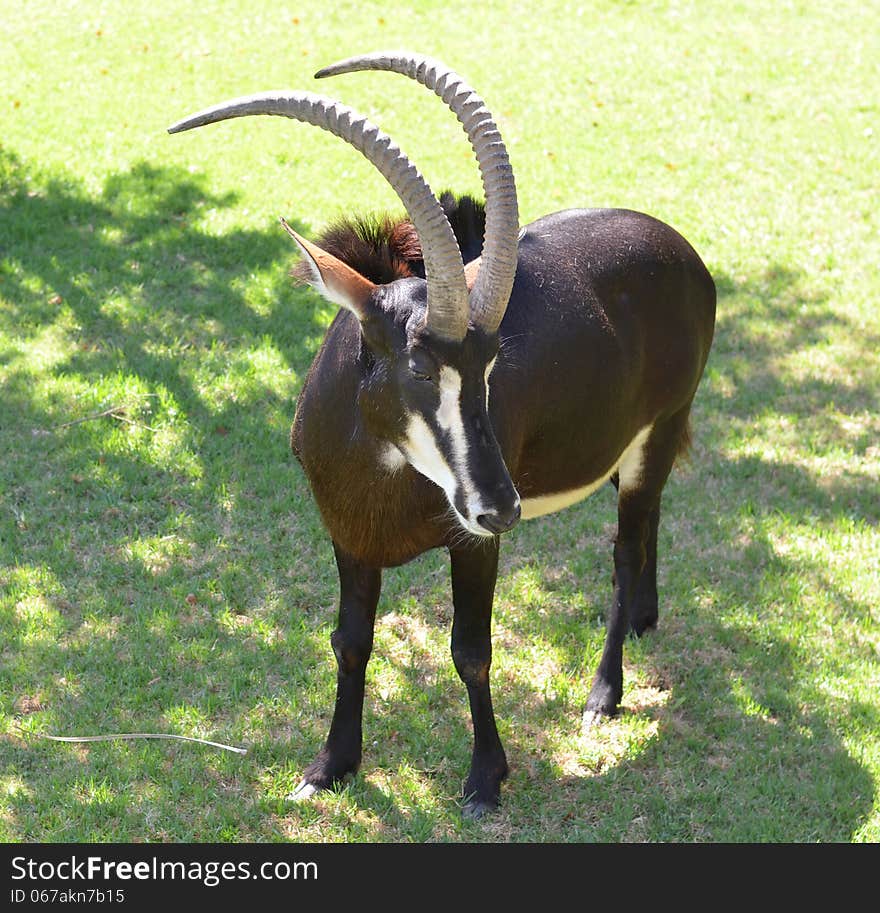 Beautiful black sable antelope on green grass.