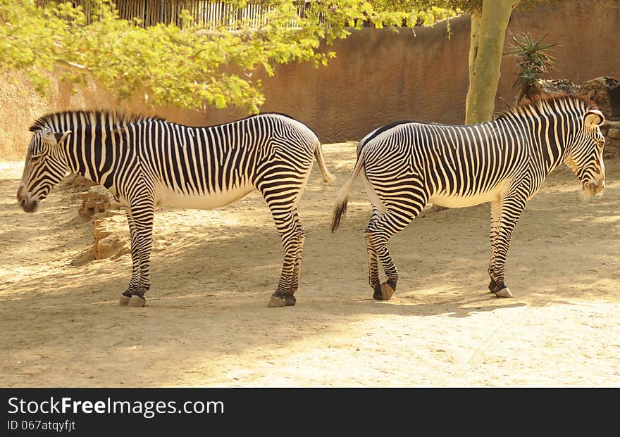 Two zebras standing hindquarters to hindquaters with white tummies