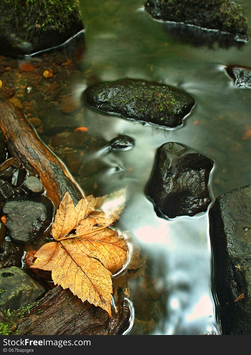 Orange beech leaves on mossy stone below increased water level.