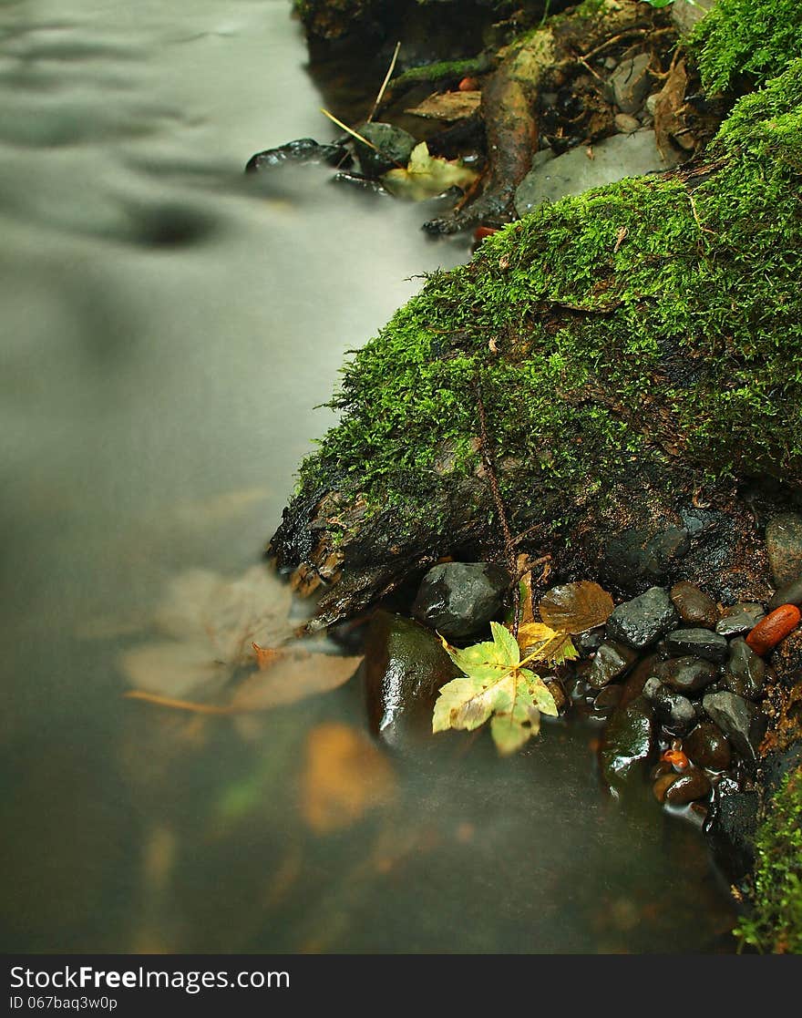 Orange Beech Leaves On Mossy Stone Below Increased Water Level.