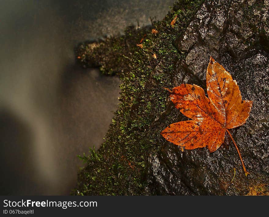 Orange beech leaves on mossy stone below increased water level.