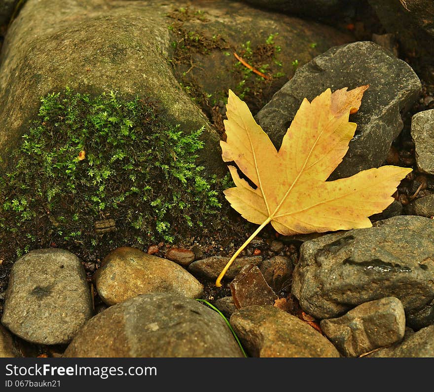 Orange Beech Leaves On Mossy Stone Below Increased Water Level.