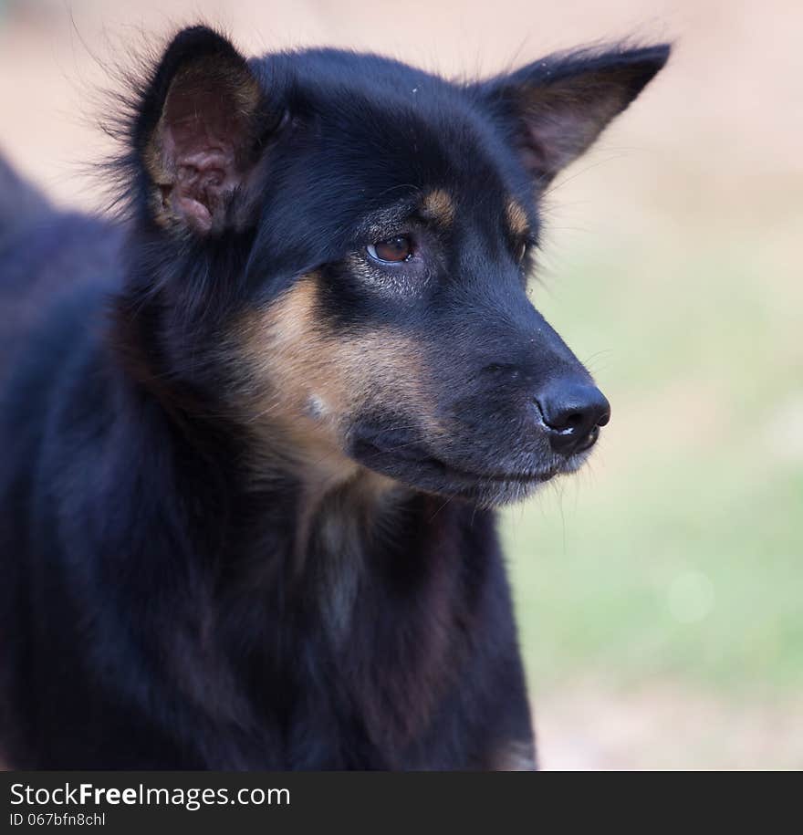 Homeless dog at chonburi  thailand