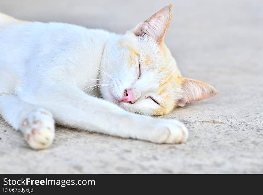 Sleeping white cat laying on gray background. Sleeping white cat laying on gray background