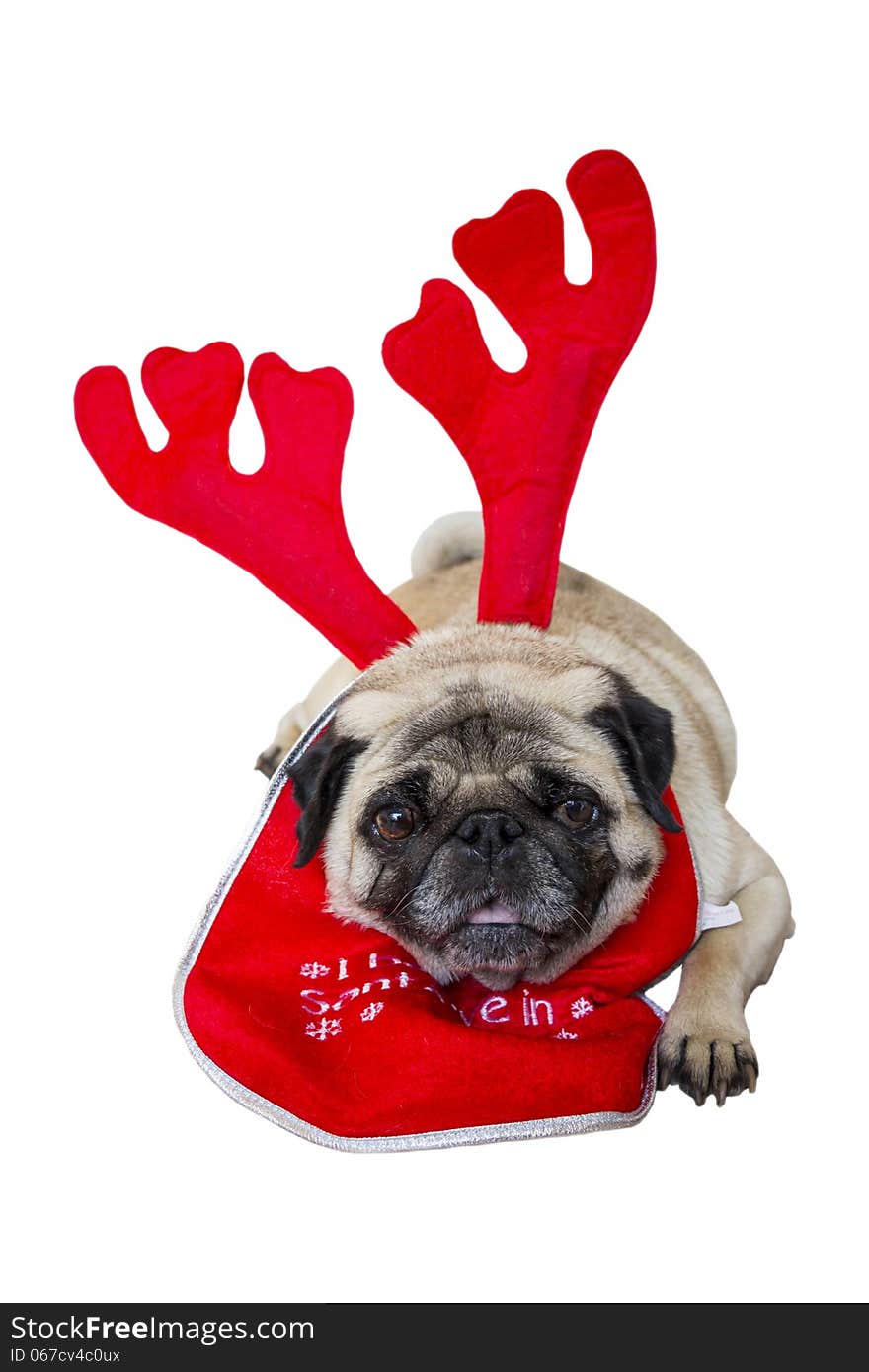 Beige Pug Wearing Christmas Attire 1