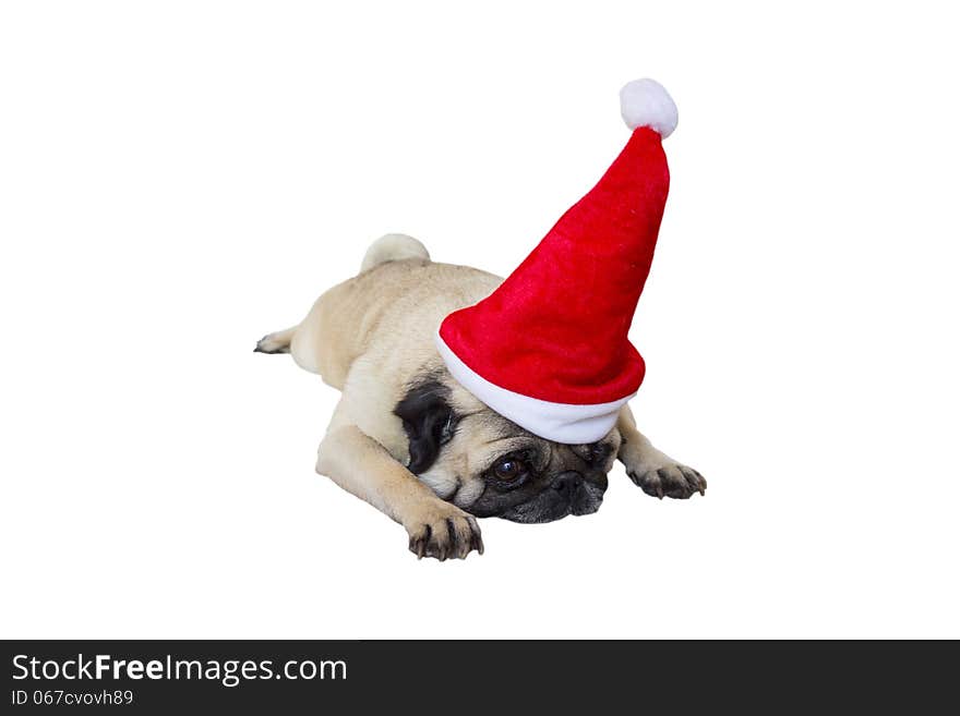 Sad Beige Pug Wearing Christmas Hat. Sad Beige Pug Wearing Christmas Hat