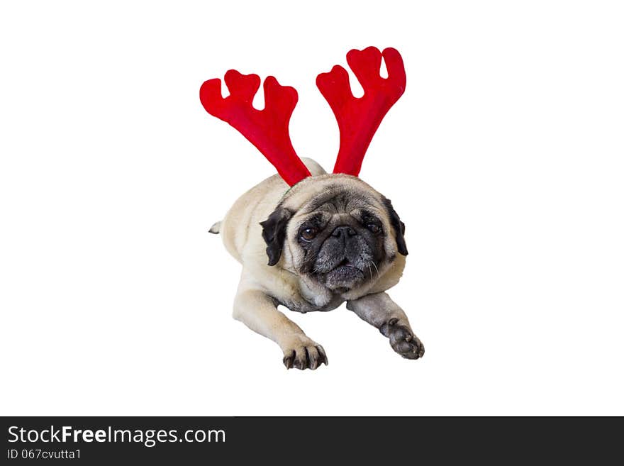 Beige Pug Wearing Christmas Reindeer Ears. Beige Pug Wearing Christmas Reindeer Ears