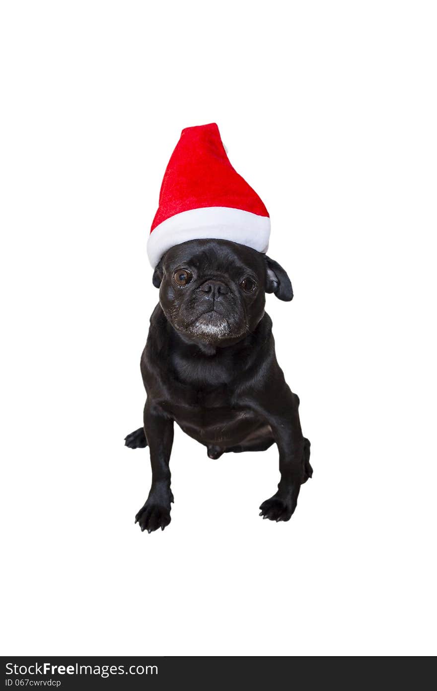 Black Pug Wearing Christmas Attire 2